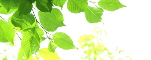 青汁畑 進風ストア販売サイトへ